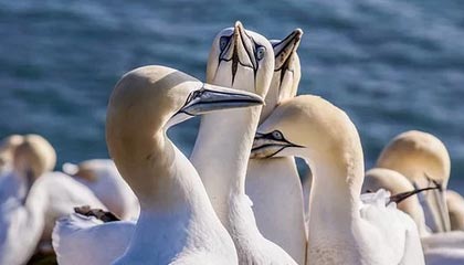 FB体育平台-经典战术暴露：分析欧冠淘汰赛的关键元素，欧冠淘汰赛赛制规则