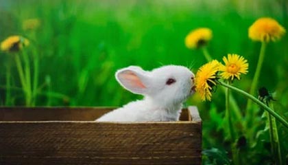 FB体育平台-经典战术暴露：分析欧冠淘汰赛的关键元素，欧冠淘汰赛赛制规则