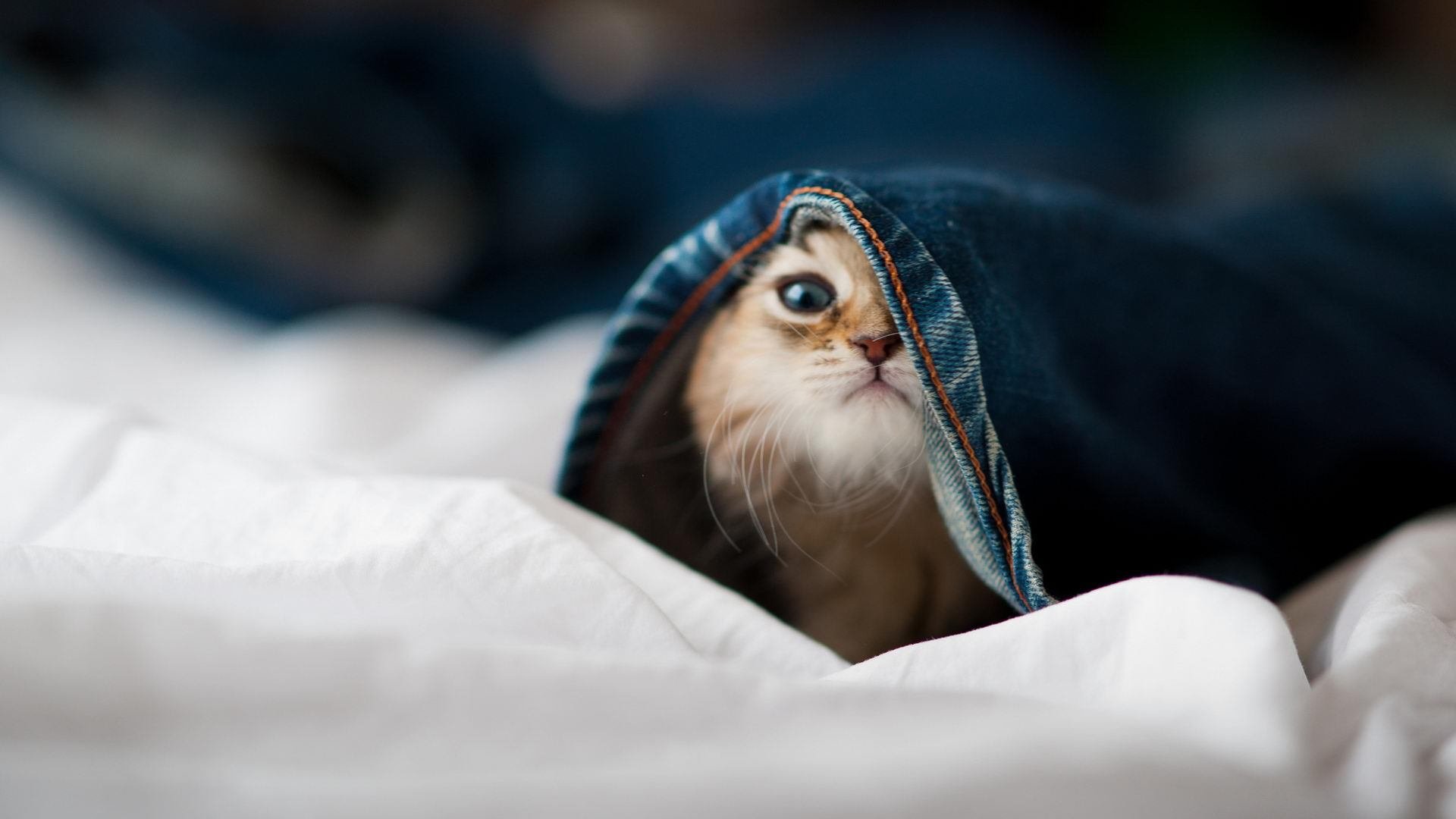 FB体育入口-球场革命:未来足球场的智能化设计,足球场地设施