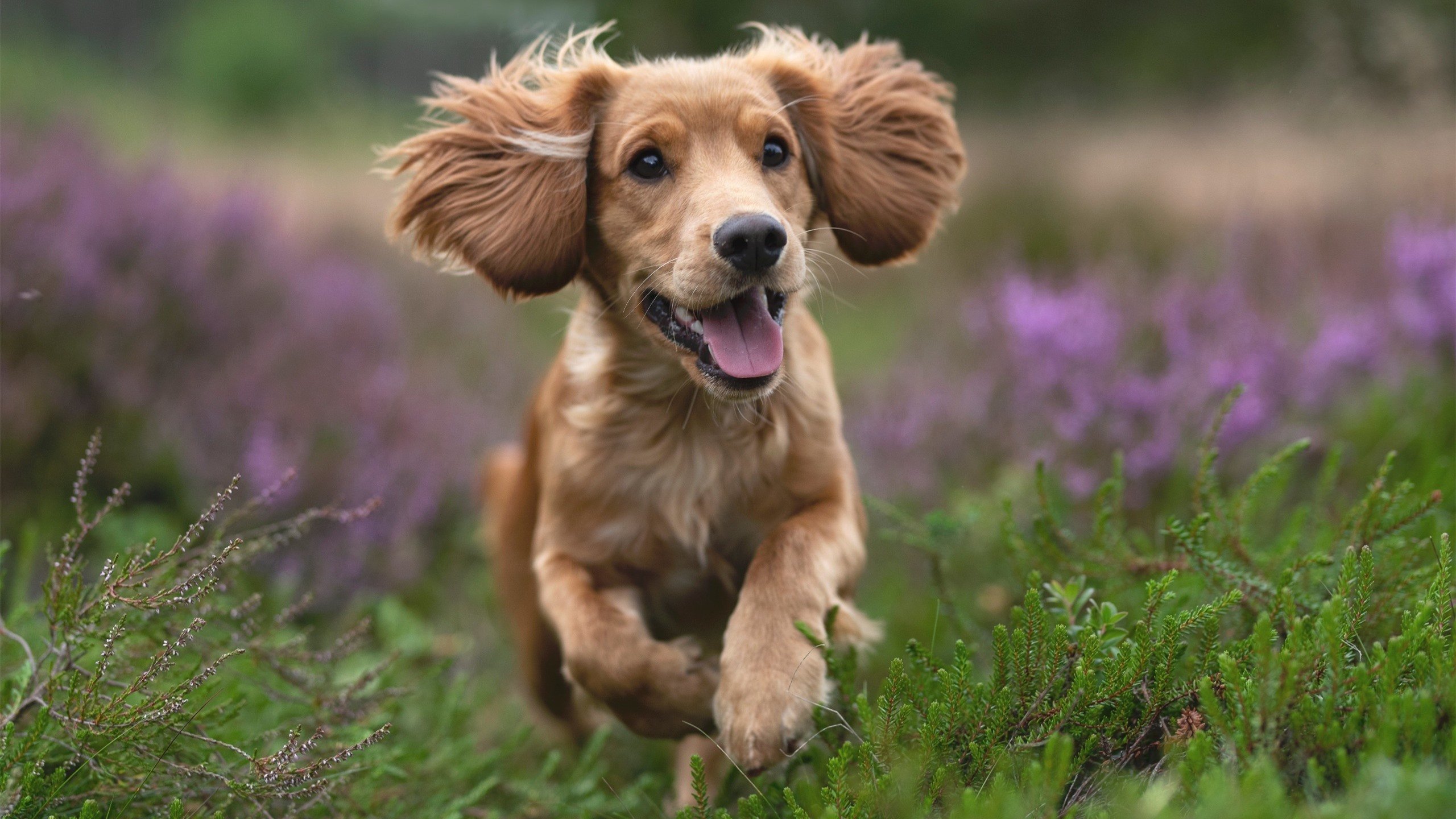 FB体育官网平台-东亚杯中国足球逆袭 球迷纷纷点赞,东亚杯2021举办中国