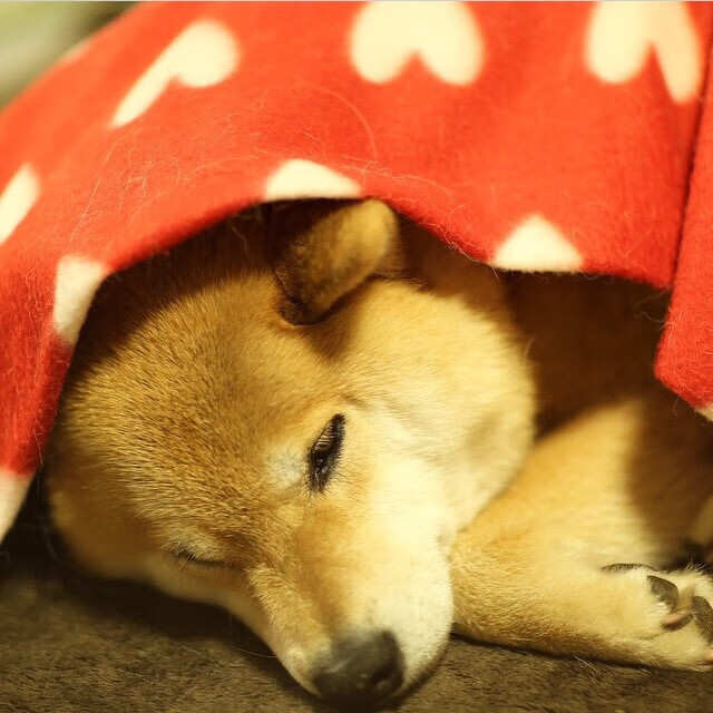 FB体育网页版-博洛尼亚稳守反击策略成功制造破门，博洛尼亚宣言是什么