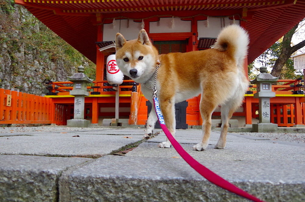 fb体育app官网-埃及队未来规划：通过国际比赛增加经验与曝光，足球埃及队